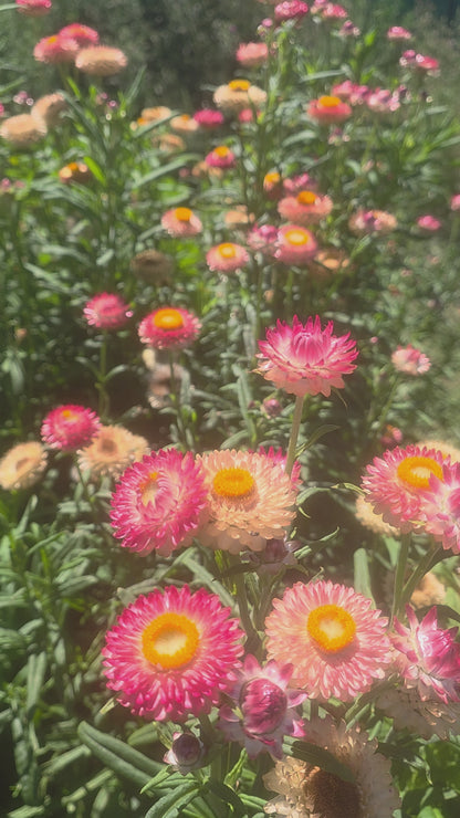 Strawflower Salmon Rose Seed